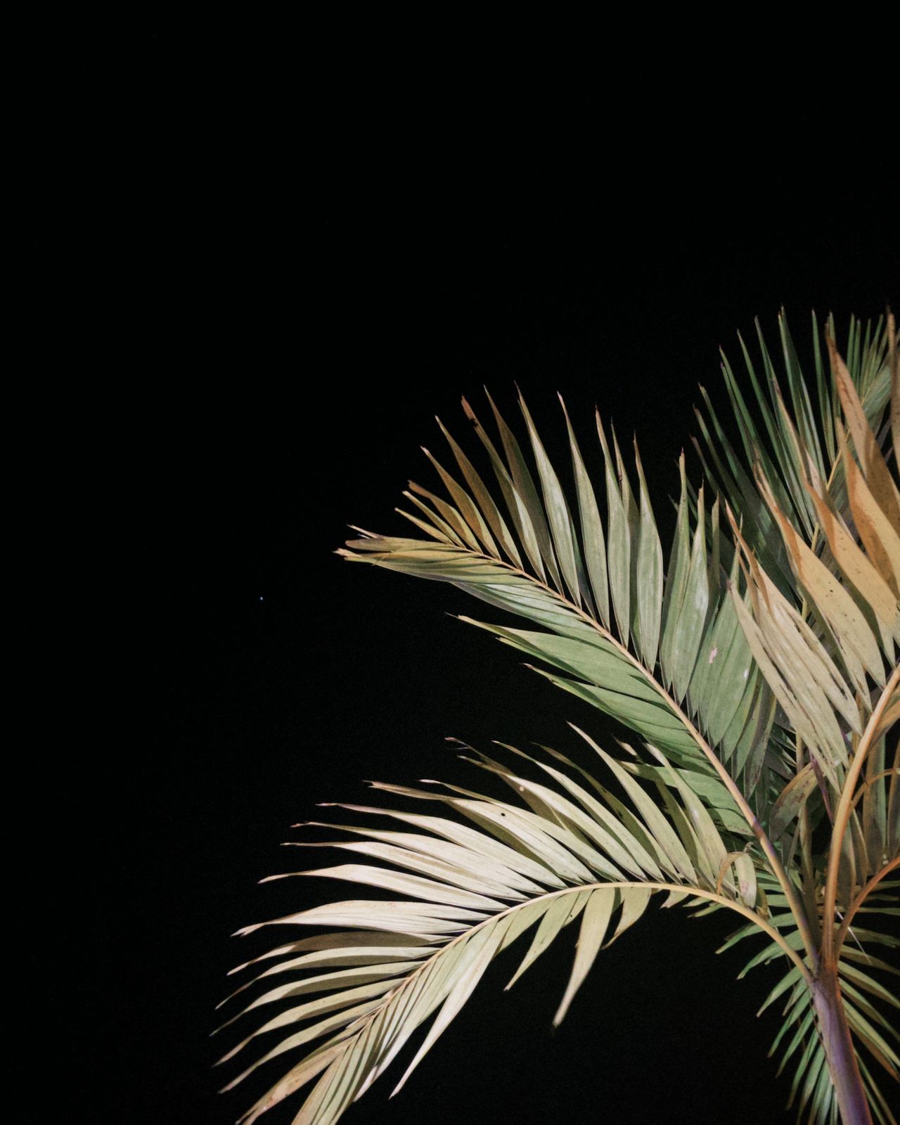 Palm leaves at night